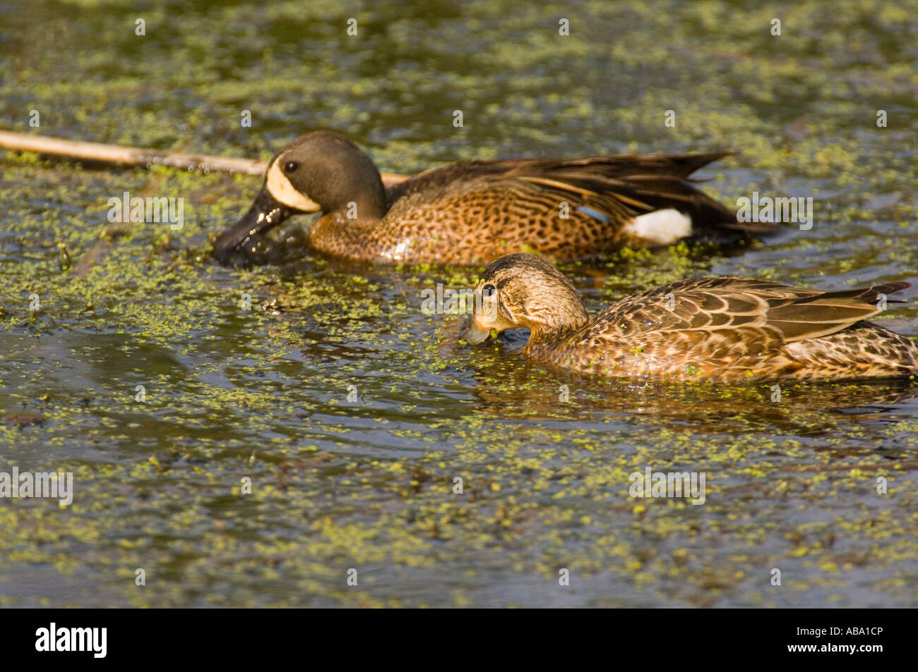 Two wing hi-res stock photography and images - Alamy