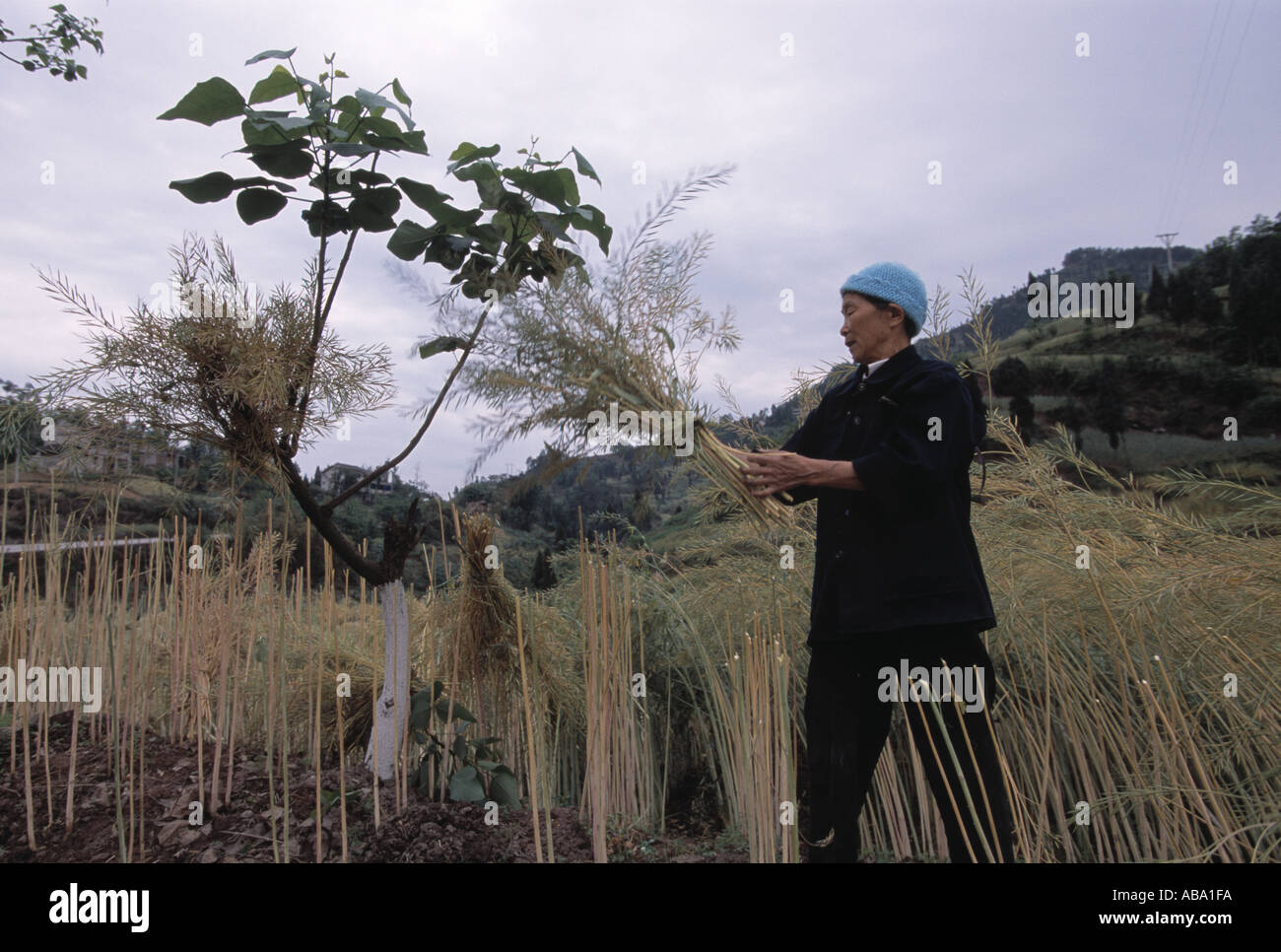 A Ba farmer harvests canola plants near Wanxian China 042103 Stock Photo