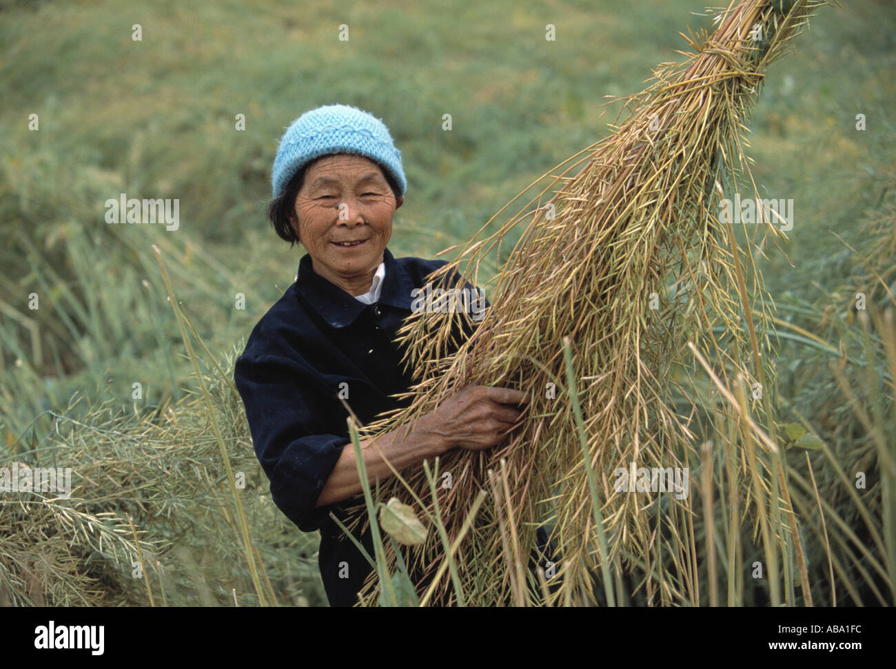A Ba farmer holds canola plants for harvest near Wanxian China 042103 Stock Photo