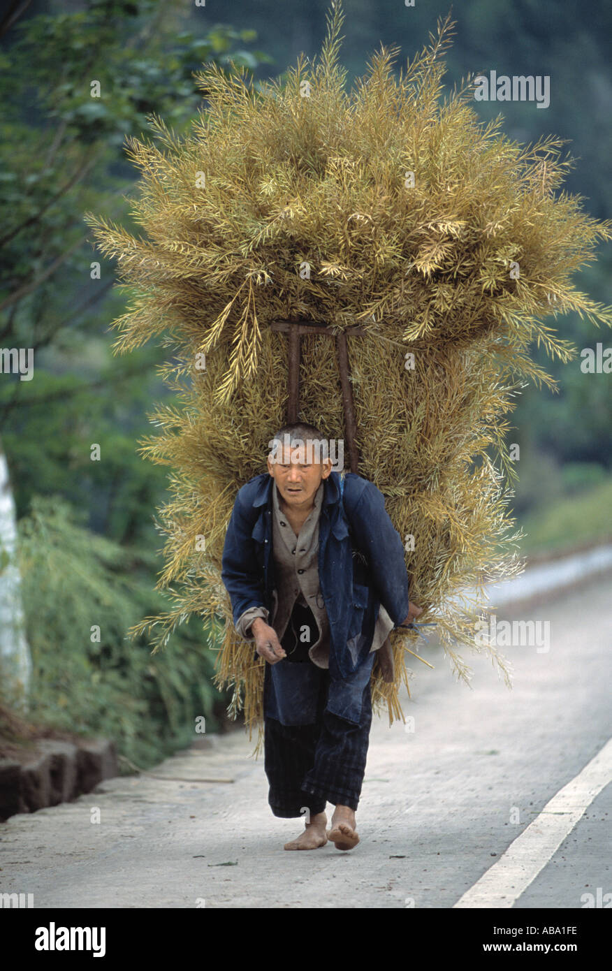 A Ba farmer carries a load of harvestes canola plants near Wanxian China 042103 Stock Photo