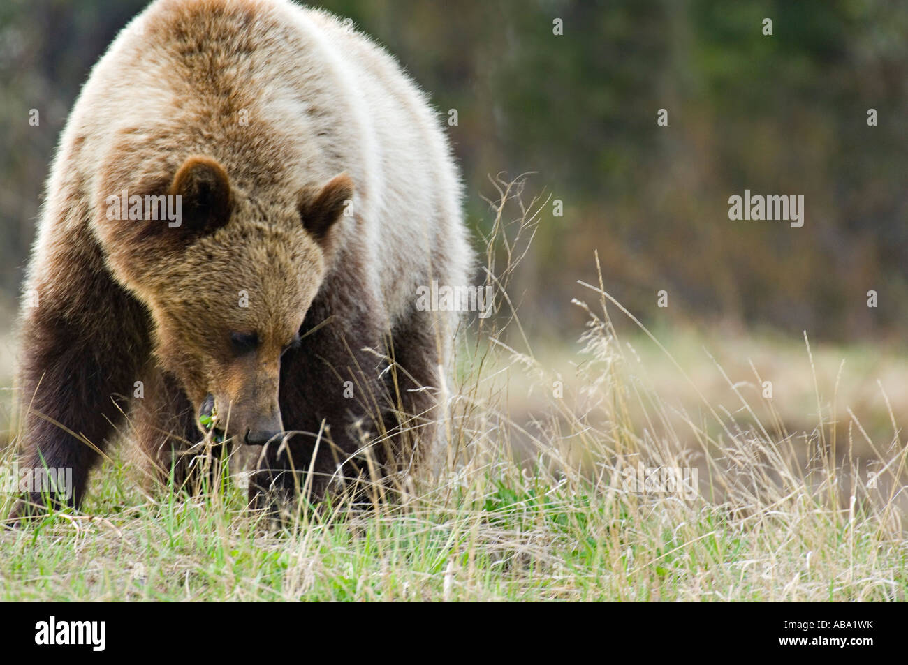 A Grizzly Bear feeding Stock Photo Alamy