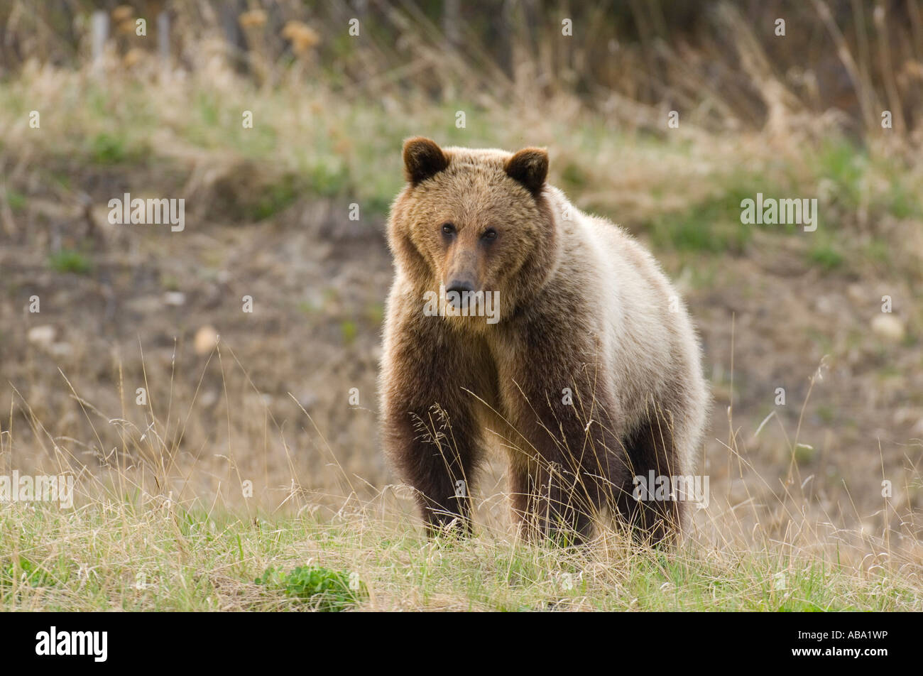 A juvenile Grizzly Bear making eye contact.Grizzly Bear Stock Photo Alamy