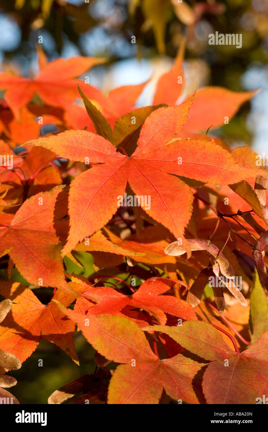 acer palmatum with golden leaves in autumn Stock Photo - Alamy