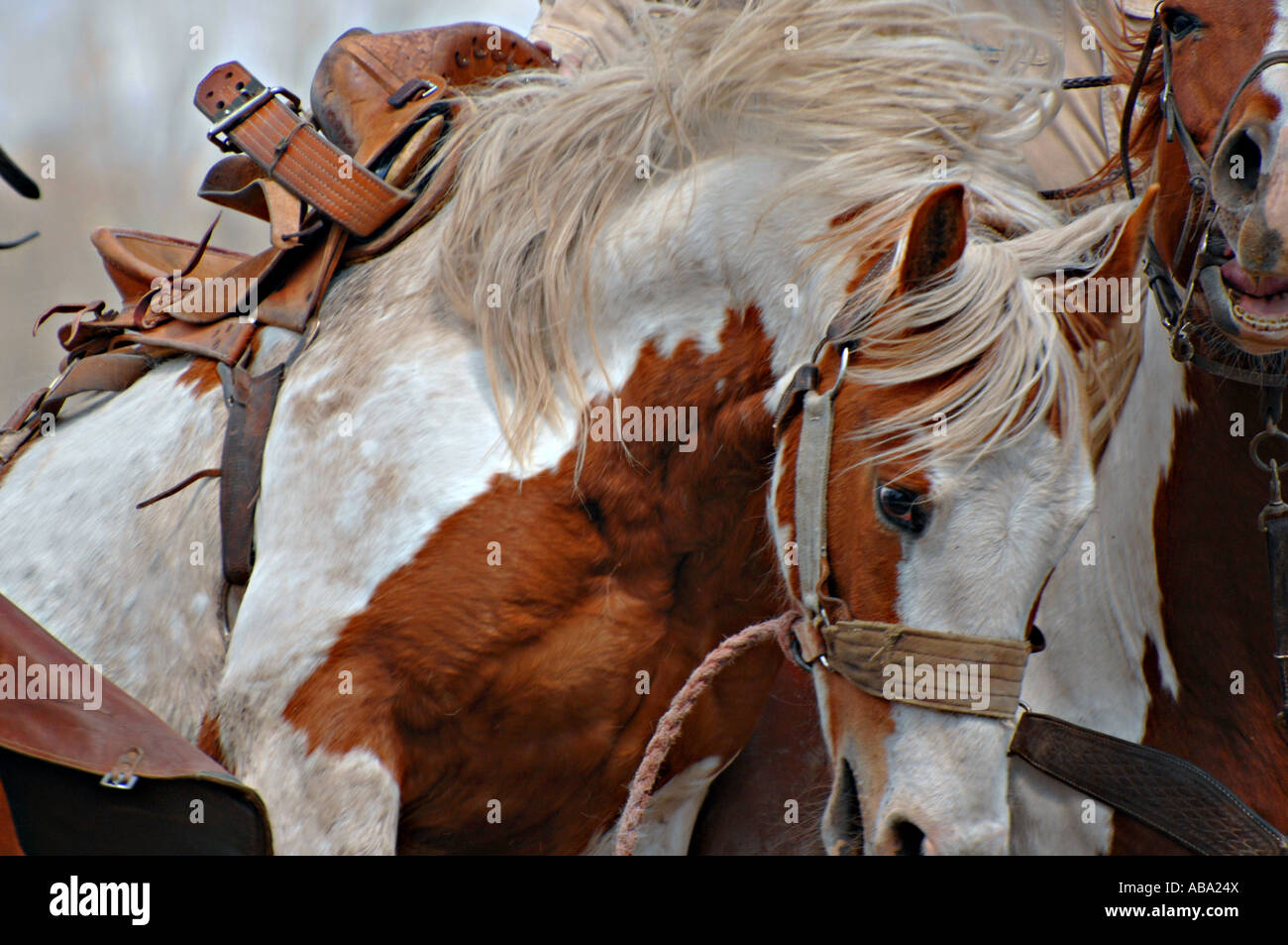 An untaimed Saddle Bronc Bucking at a rodeo competition. Stock Photo