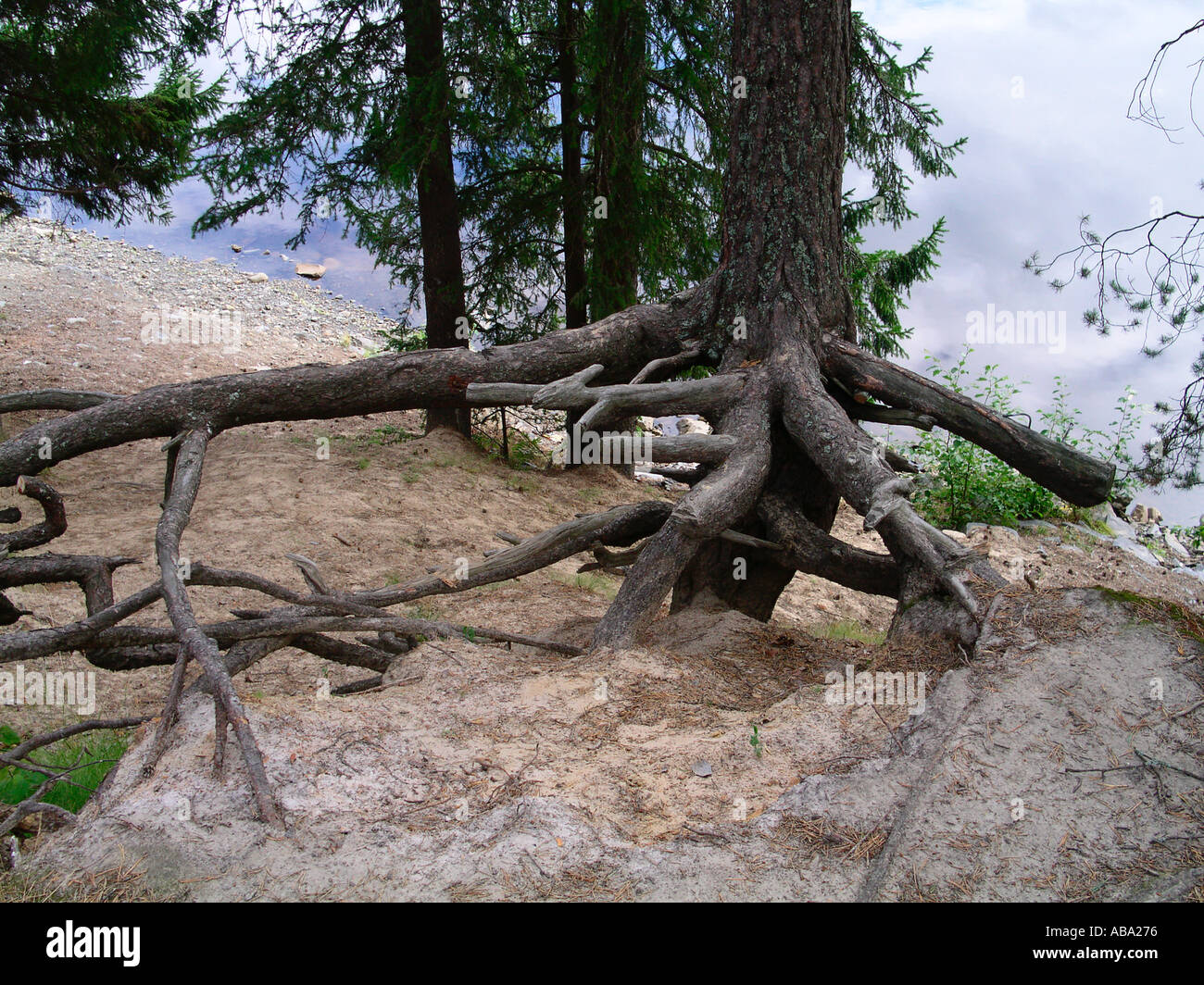 roots at river bank Stock Photo - Alamy