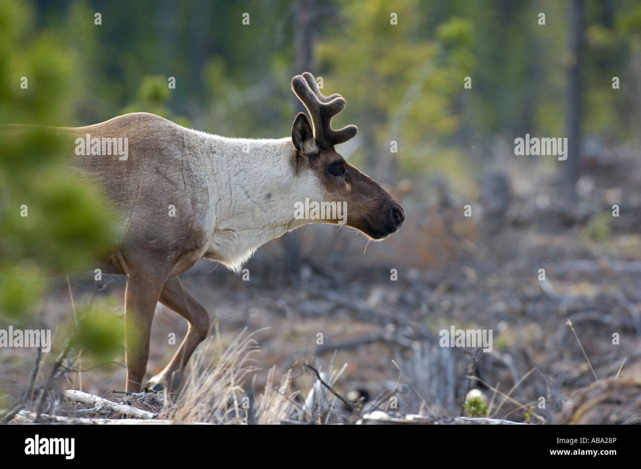 A close up of a Woodland Caribou Stock Photo