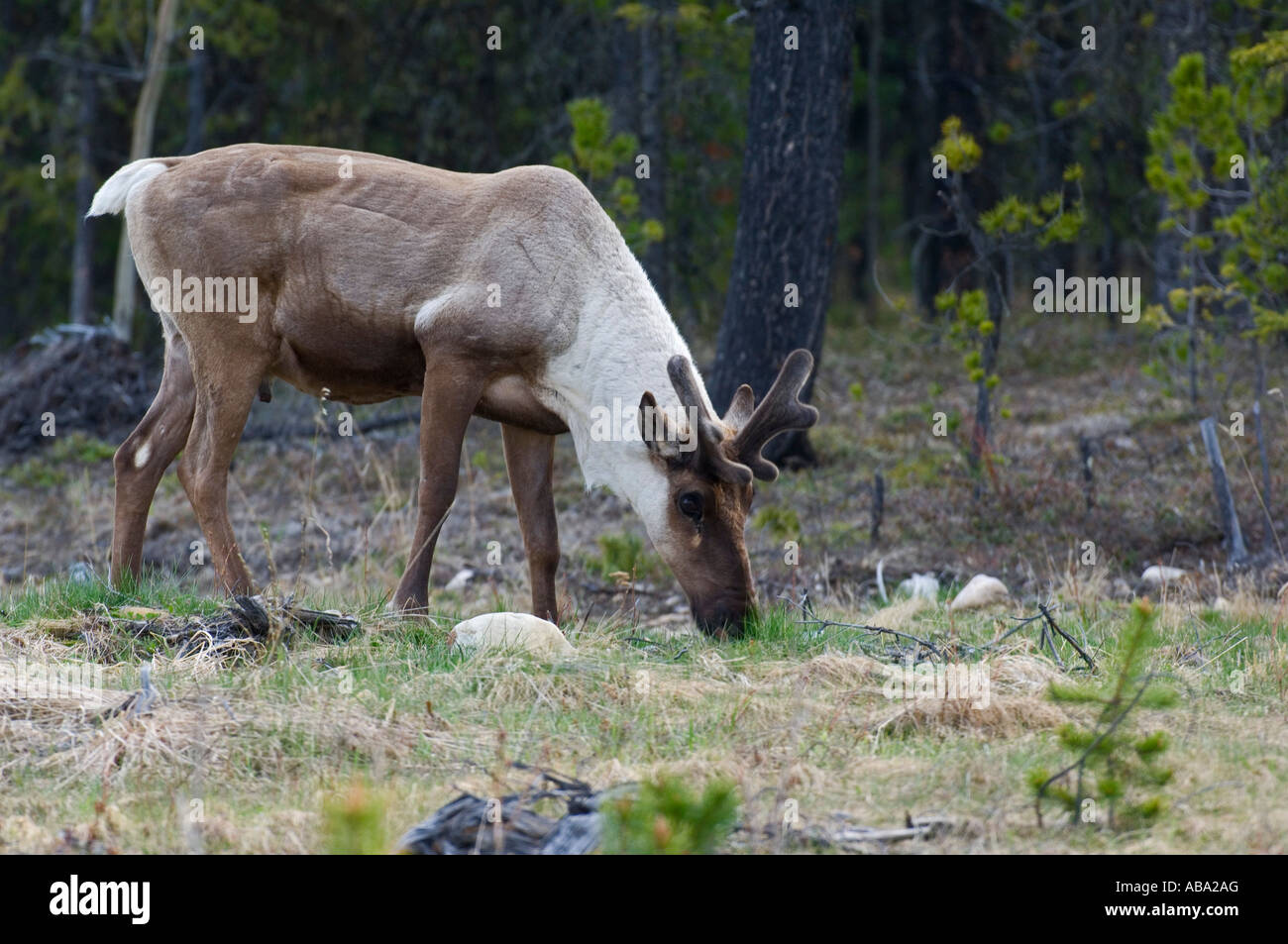 Caribou eating grass america hires stock photography and images Alamy