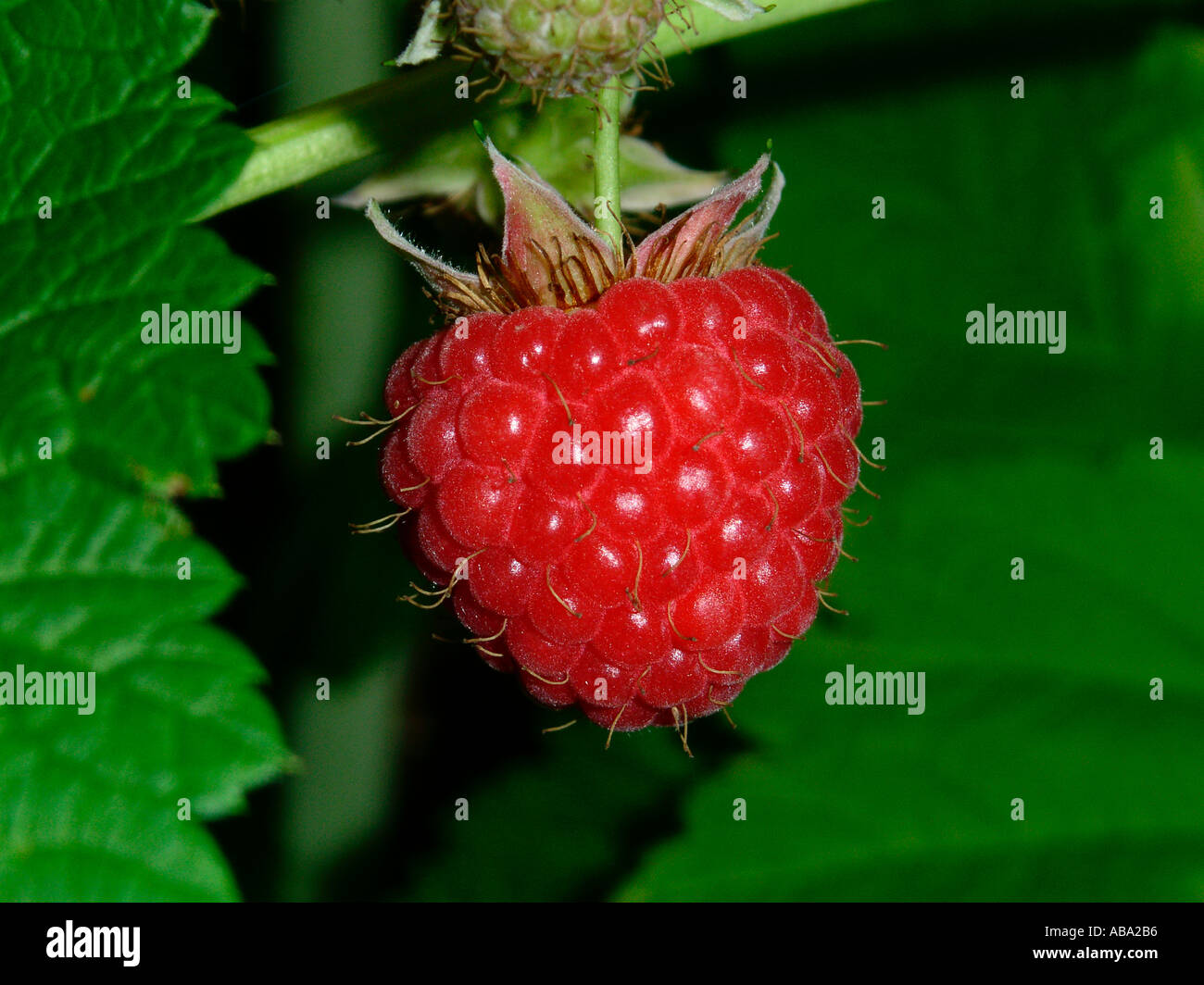 Ripe mature ready pick hi-res stock photography and images - Alamy