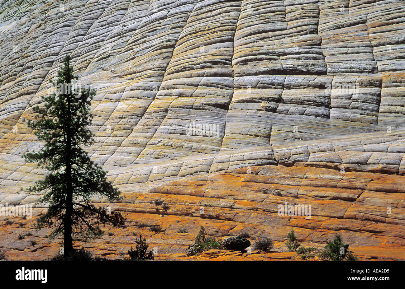 Unusual rock formation Checkerboard Mesa at Zion National Park Utah USA Stock Photo