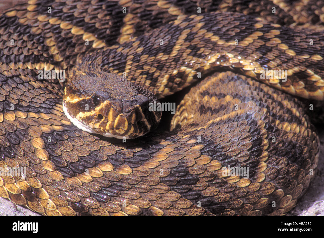 Eastern Diamondback Rattlesnake at Everglades National Park Florida USA