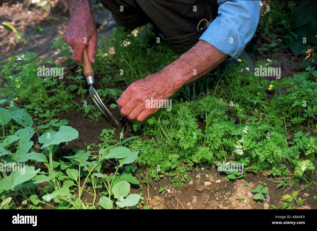 Old man gardening hi-res stock photography and images - Alamy
