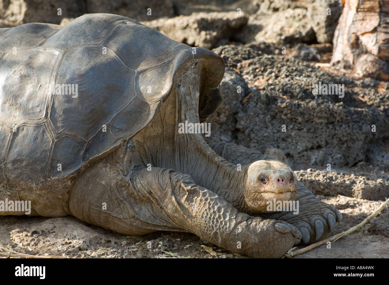 ‘Lonesome George’ the Pinta giant tortoise (Chelonoidis nigra abingdonii) male, extinct, died on 24.06. 2012. Stock Photo