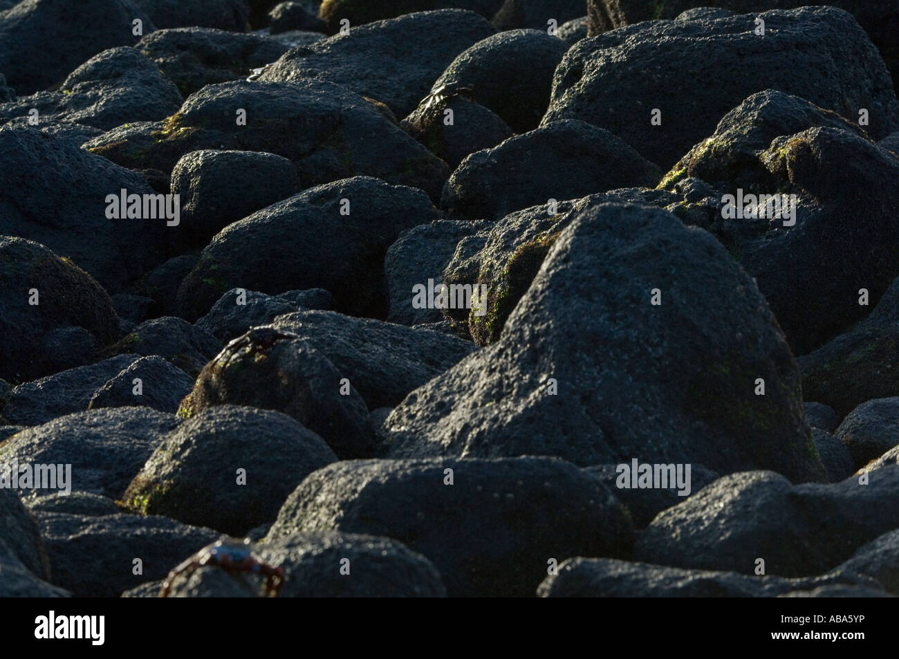 Stones at the shore at Tortuga Negra Galapagos Stock Photo