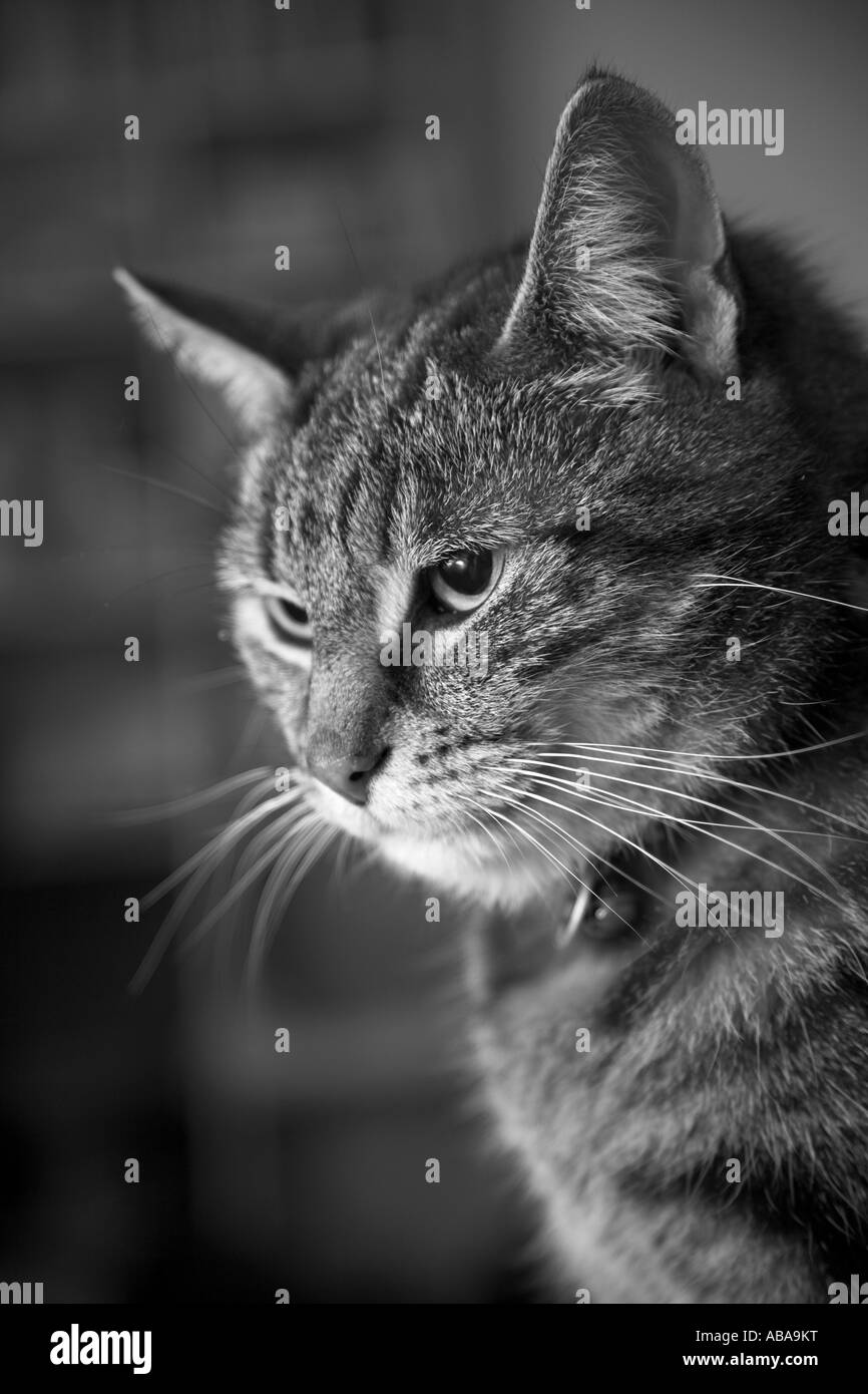 Close up of black and white cat Black and White Stock Photos & Images ...