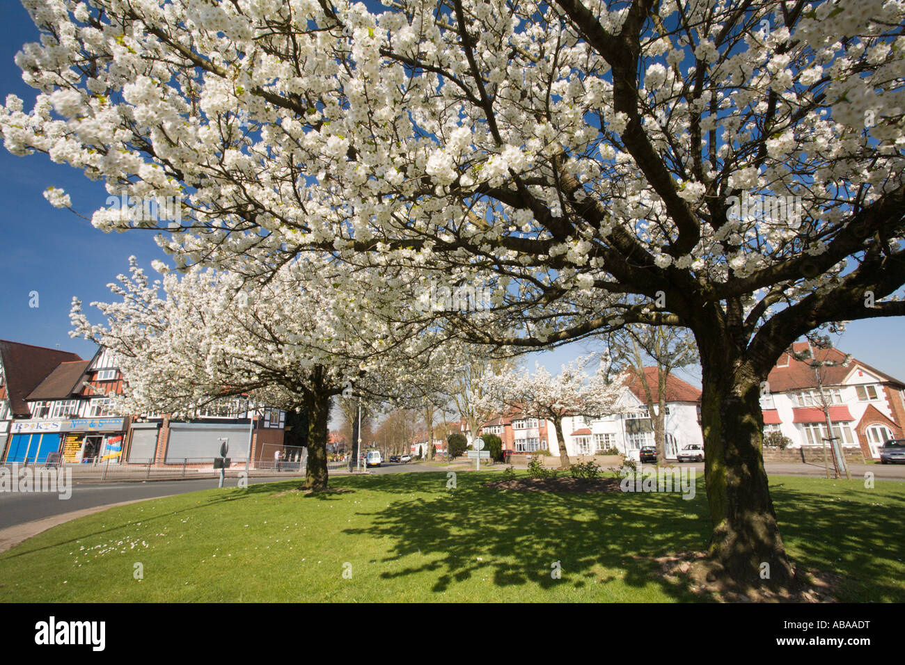 spring blossoms in the Birmingham suburb of Hall Green West Midlands