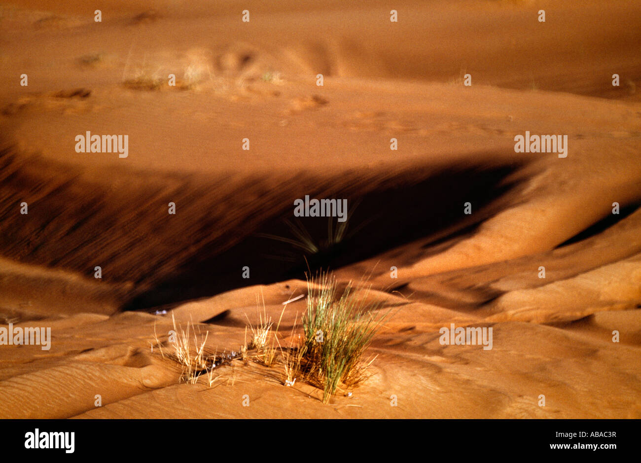 Abu Dhabi UAE Desert Near Al Ain Grass Growing amongst Dunes Stock Photo