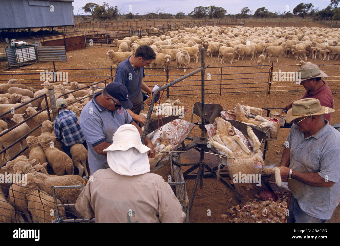 Lamb marking, castrating, tail docking, sheep station near Broken Stock