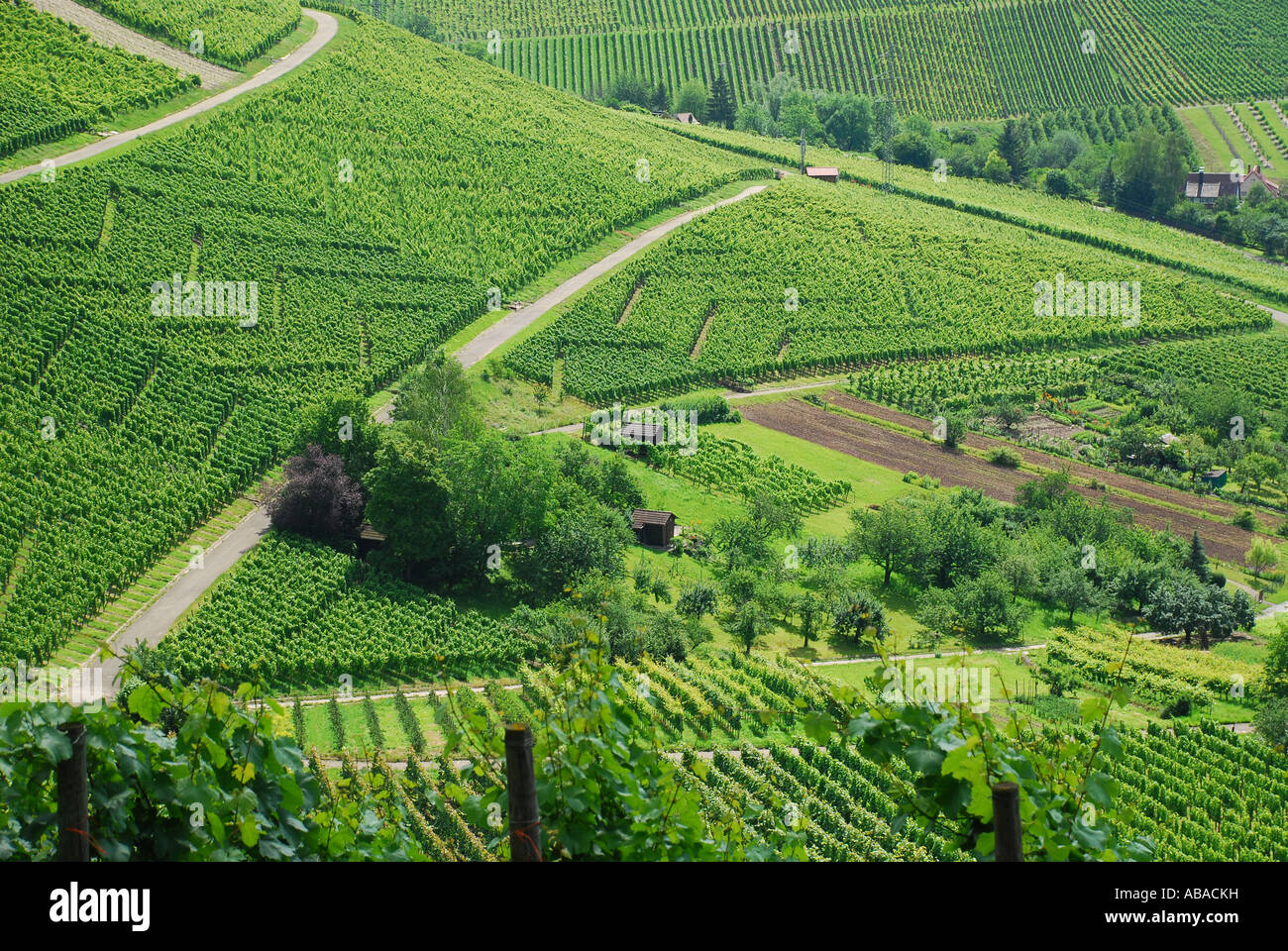 Vineyards near Uhlbach Stuttgart Baden Wuerttemberg Germany Weinberge bei Stuttgart Untertürkheim Stock Photo