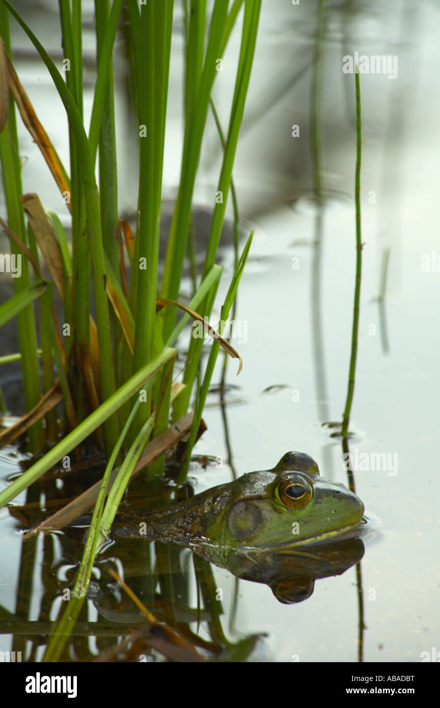 American Bullfrog Lithobates catesbeianus in a lake in the Adirondack Mountains of New York State Stock Photo