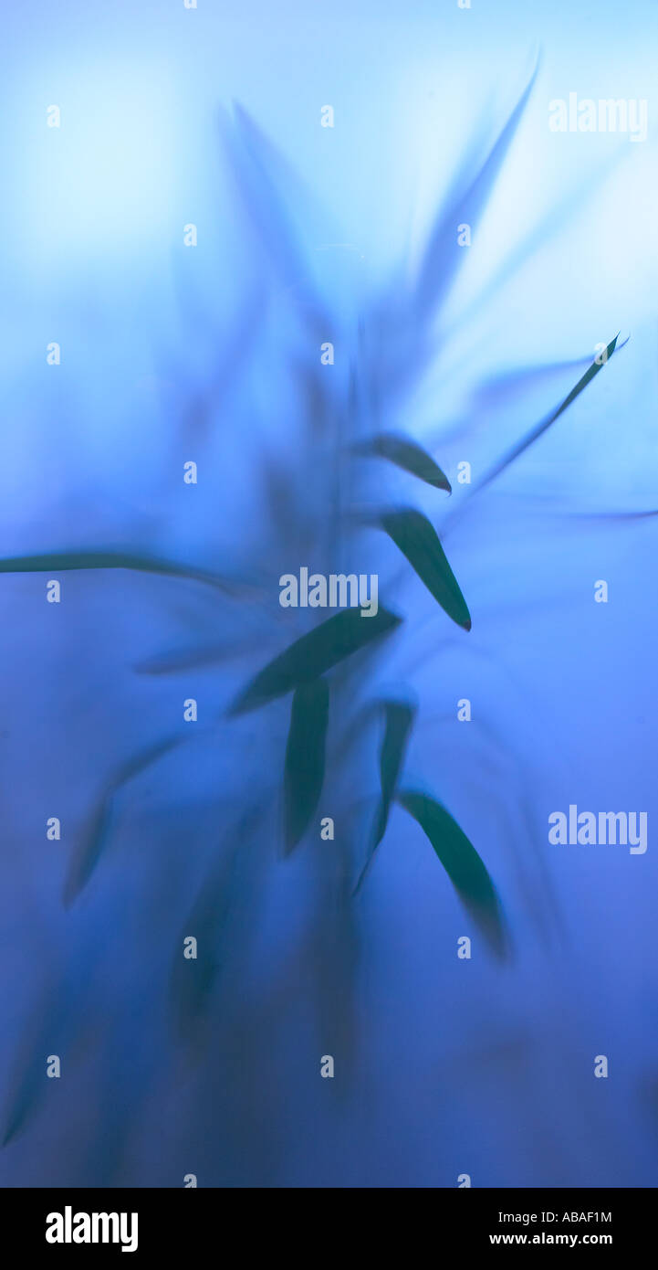 Plant Leaves Pressed Up Against Frosted Glass Window Pane Abstract Stock Photo