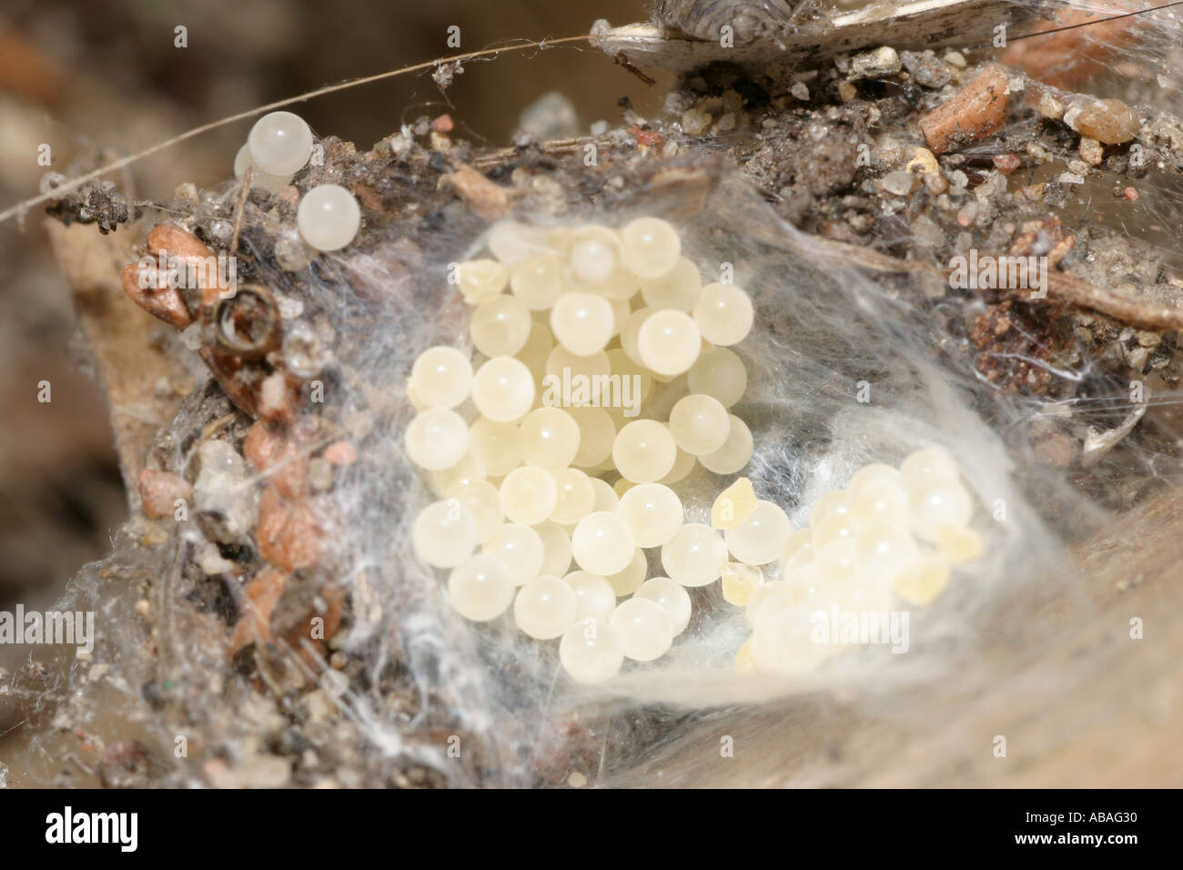 Spider eggs from an opened cocoon, probably a House spider, Tegenaria