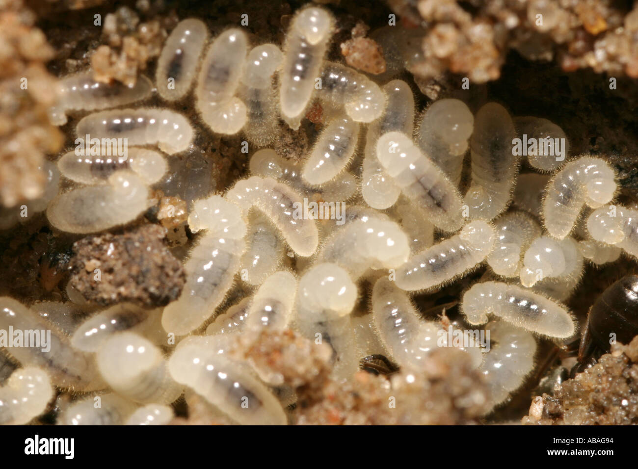Ant larvae from an opened nest under a garden paving stone Stock Photo