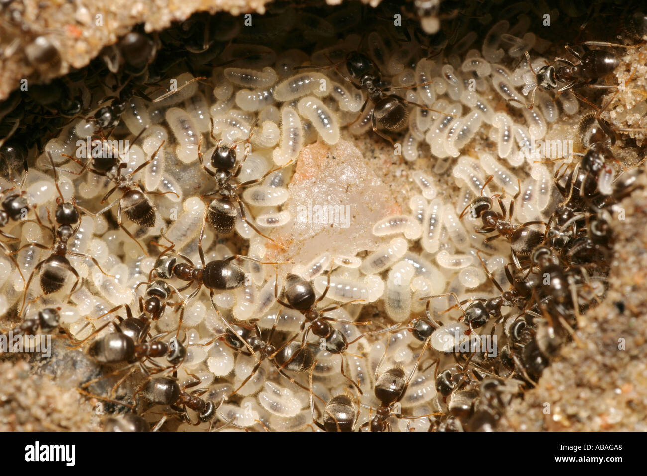 Ants evacuating larvae from an opened nest under a paving stone Stock