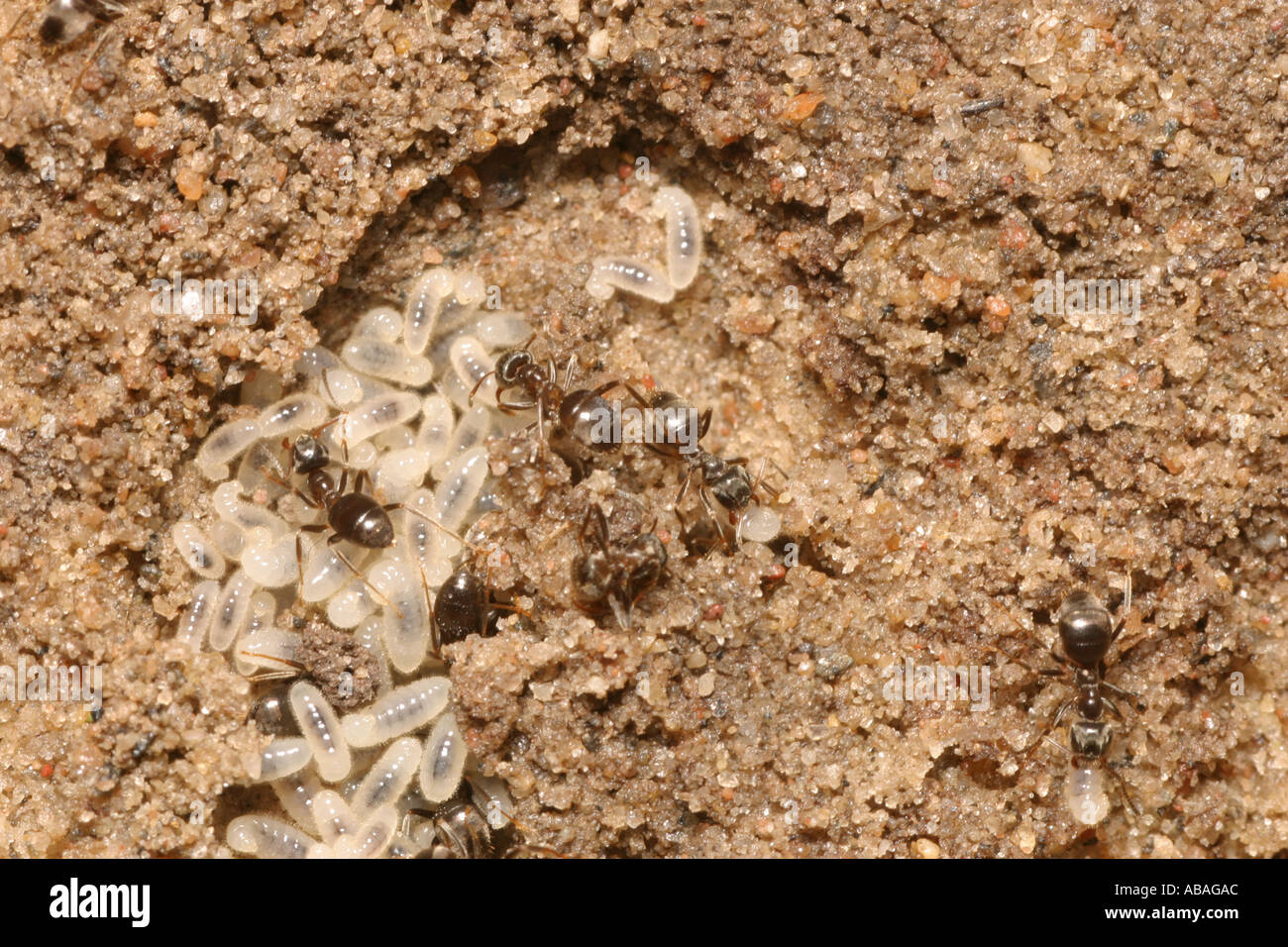 Ants evacuatings larvae from an opened nest under a paving stone Stock