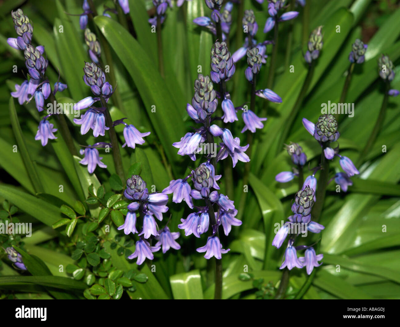 Bluebells  Hyacinthoides non-scripta Stock Photo