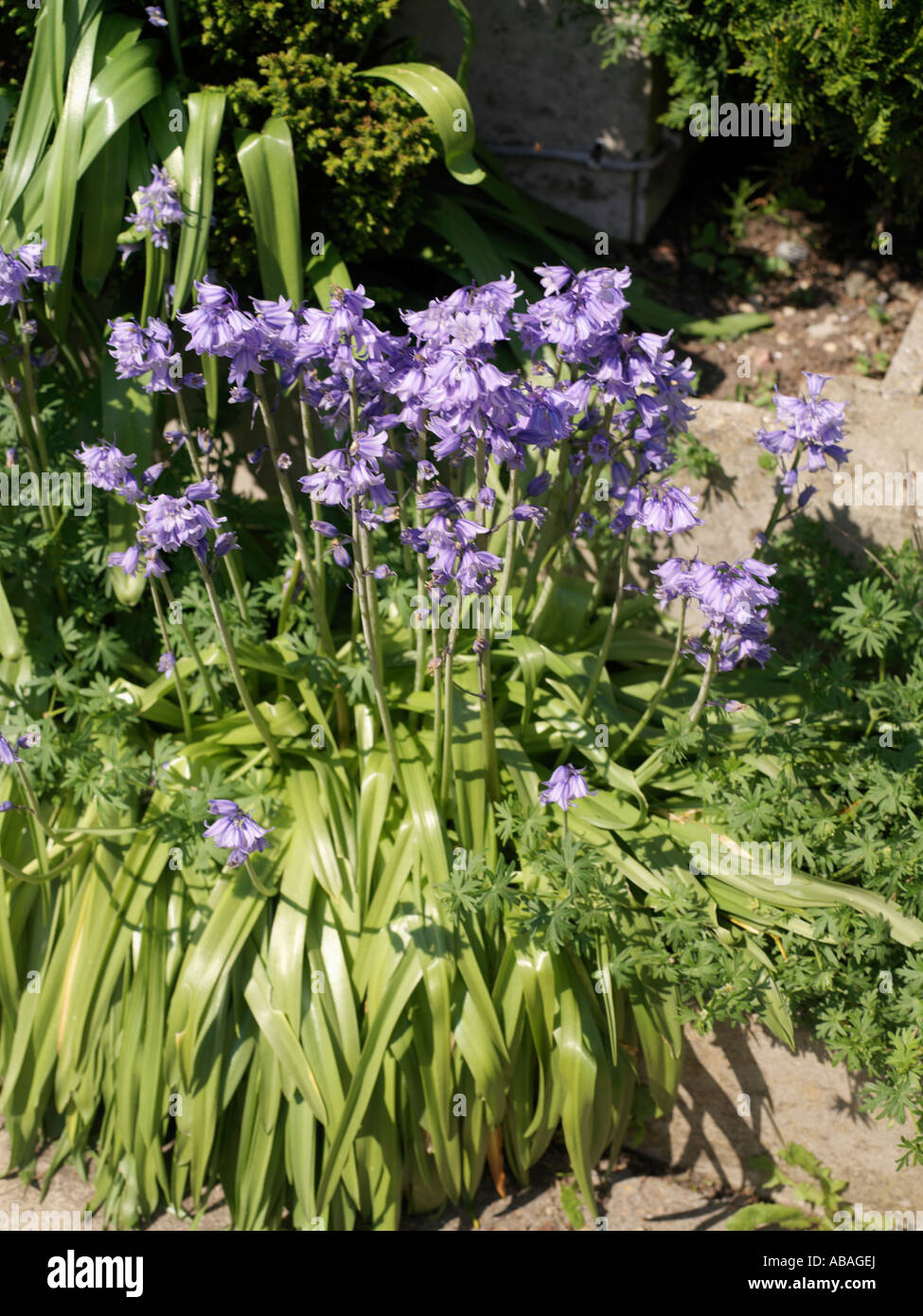 Bluebells  Hyacinthoides non-scripta Stock Photo