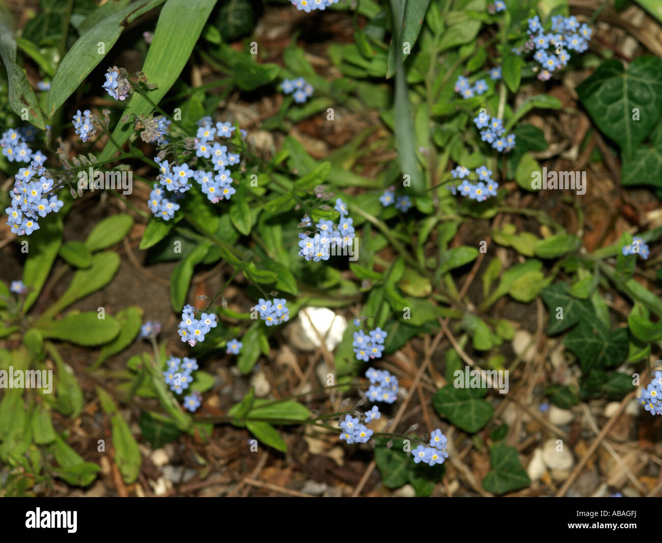 Forget-me-nots Myosotis arvensis Stock Photo