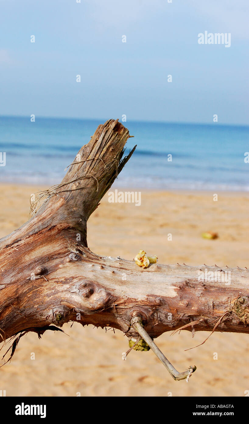 Log on the Beach (hehe) Stock Photo