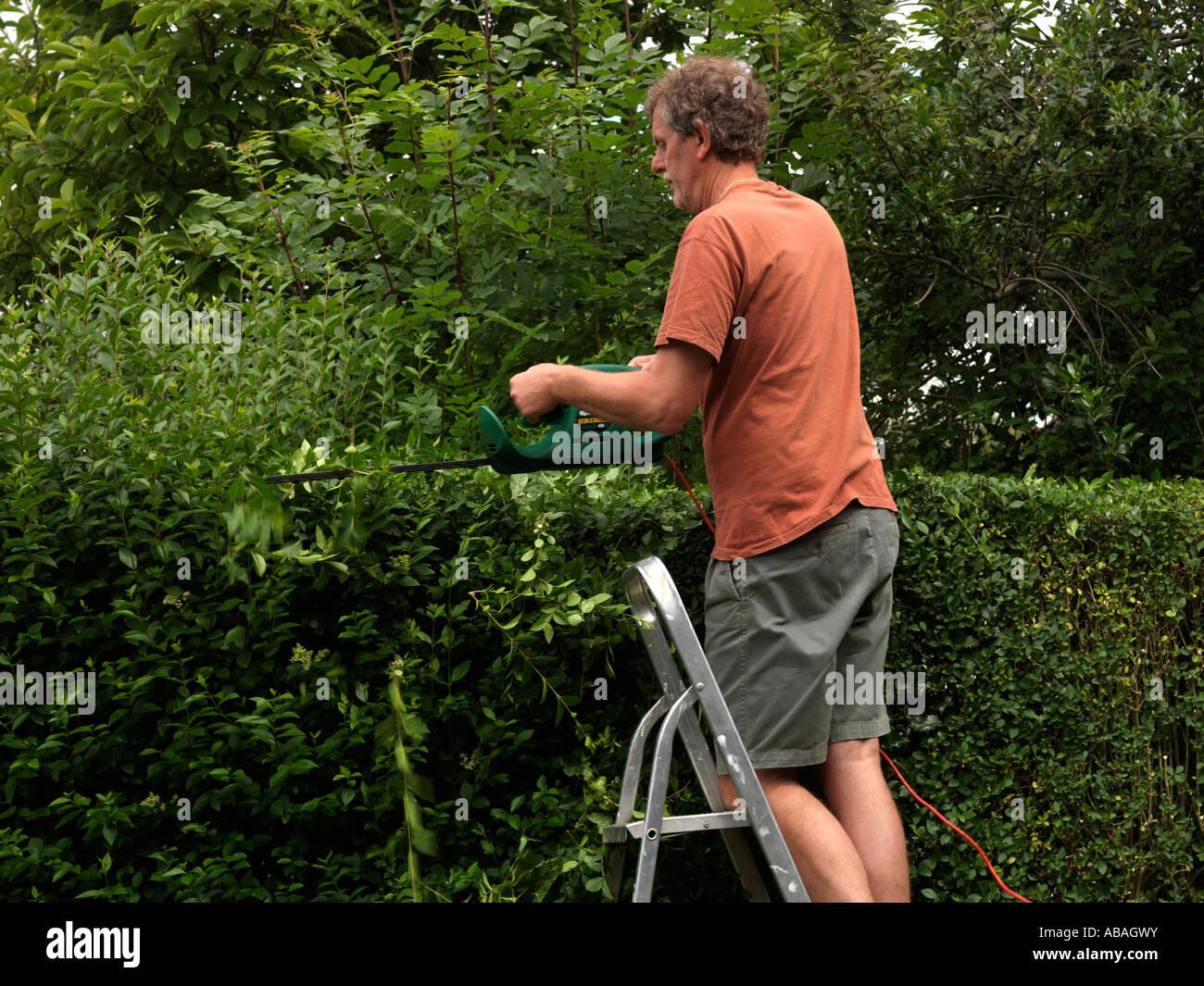 Man Cutting Privet Hedge Standing on Ladder Stock Photo