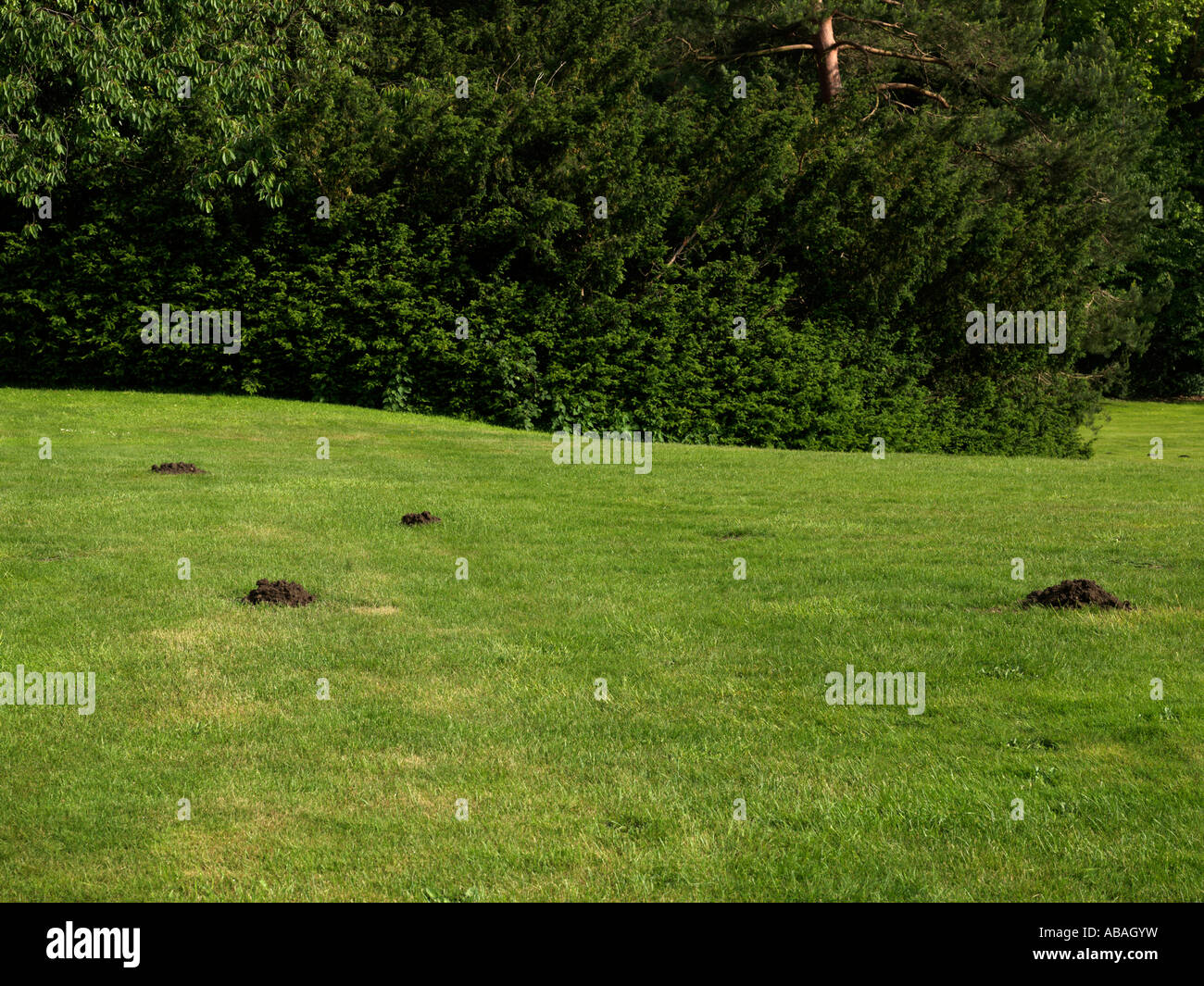 English Garden Lawn with Mole Hills Stock Photo
