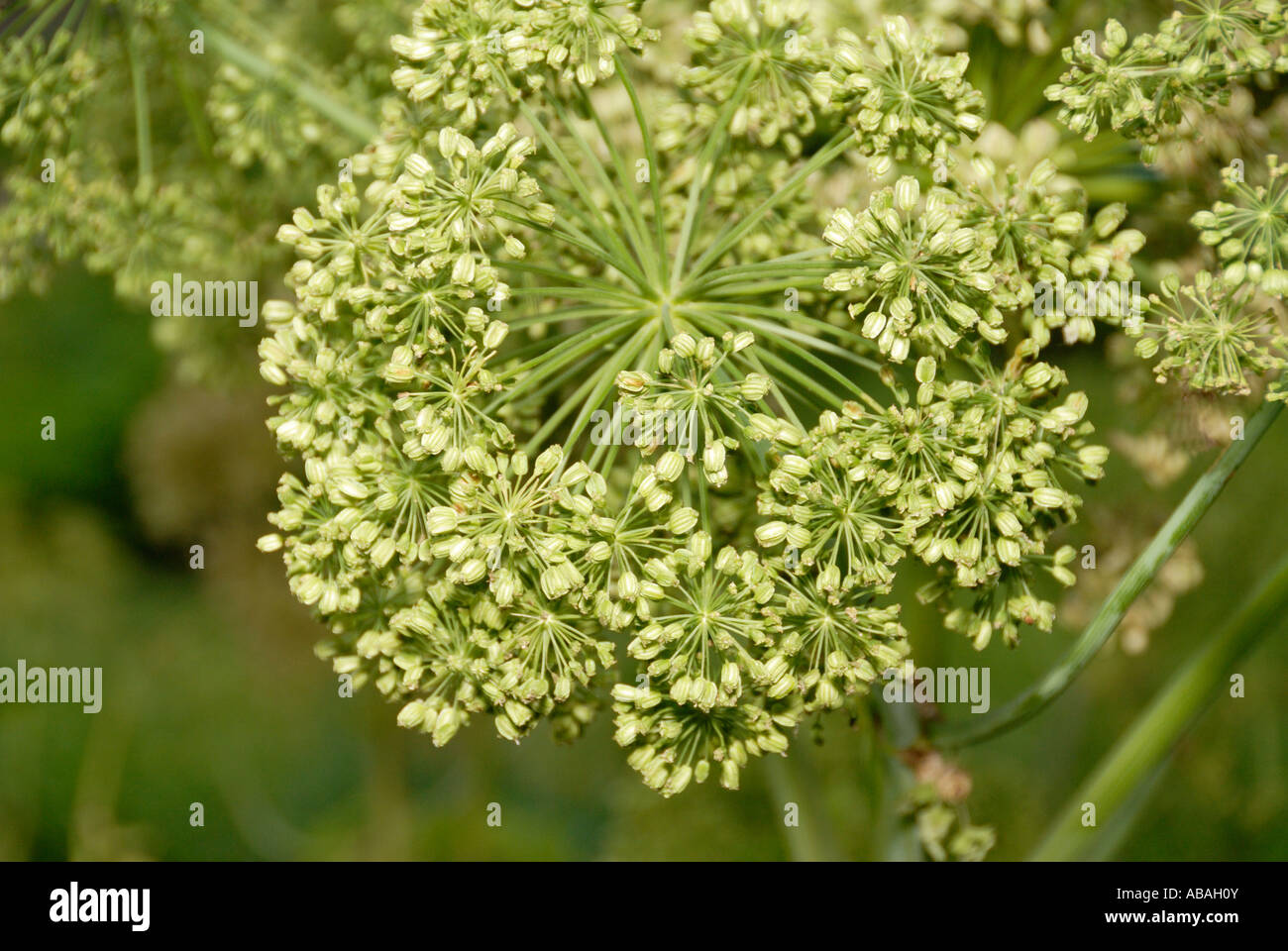 Angelica archangel hi-res stock photography and images - Alamy
