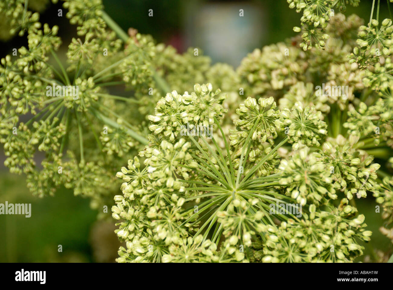 Angelica Herb Stock Photo Alamy
