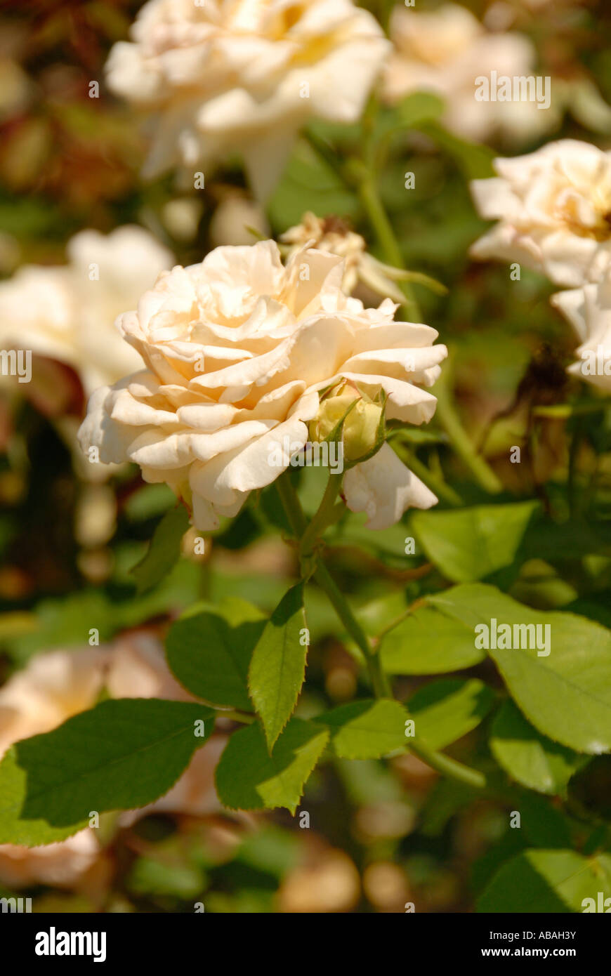 Cultivar apricot nectar hires stock photography and images Alamy