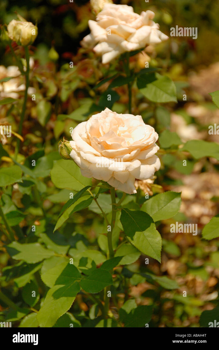 Nectar Rose High Resolution Stock Photography and Images Alamy