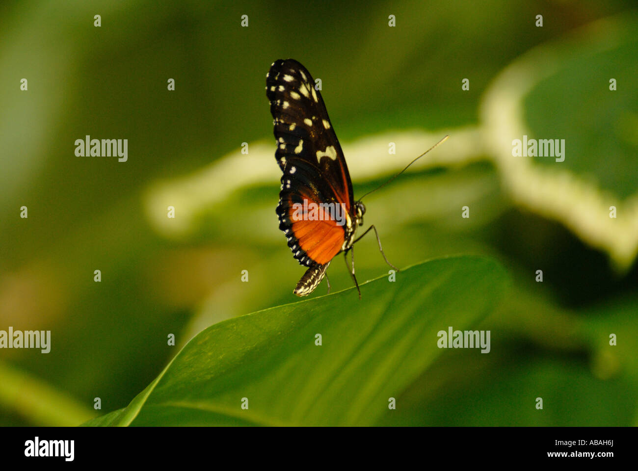 Orange and Black Butterfly lands on a green leaf Stock Photo Alamy