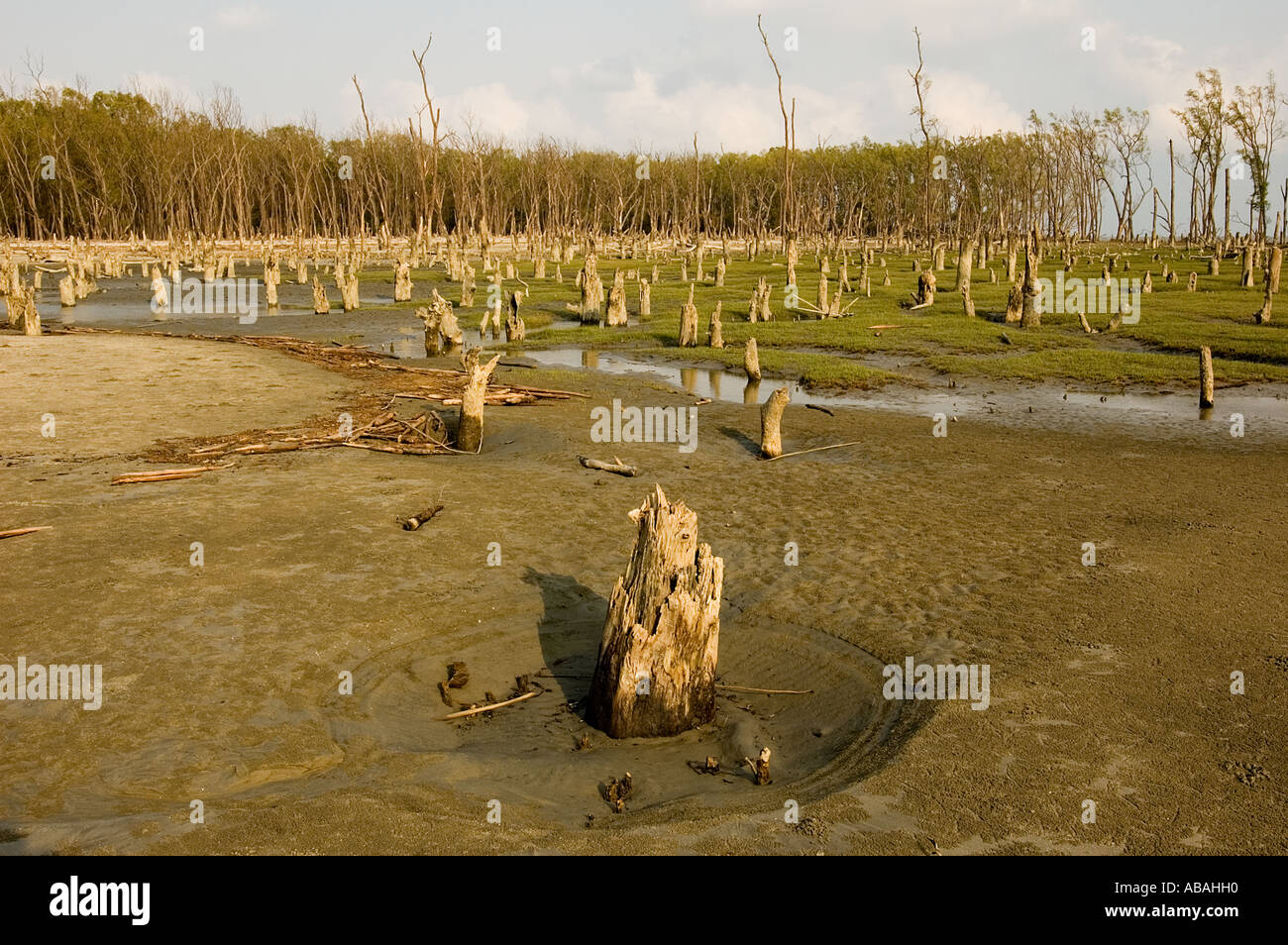Sea level rise covering mangrove roots with sand killing mangrove forests of Sunderbans, Kotka Bangladesh. Stock Photo
