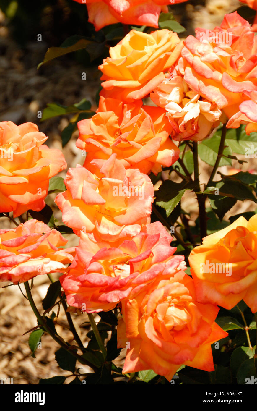 Chris evert hi-res stock photography and images - Alamy