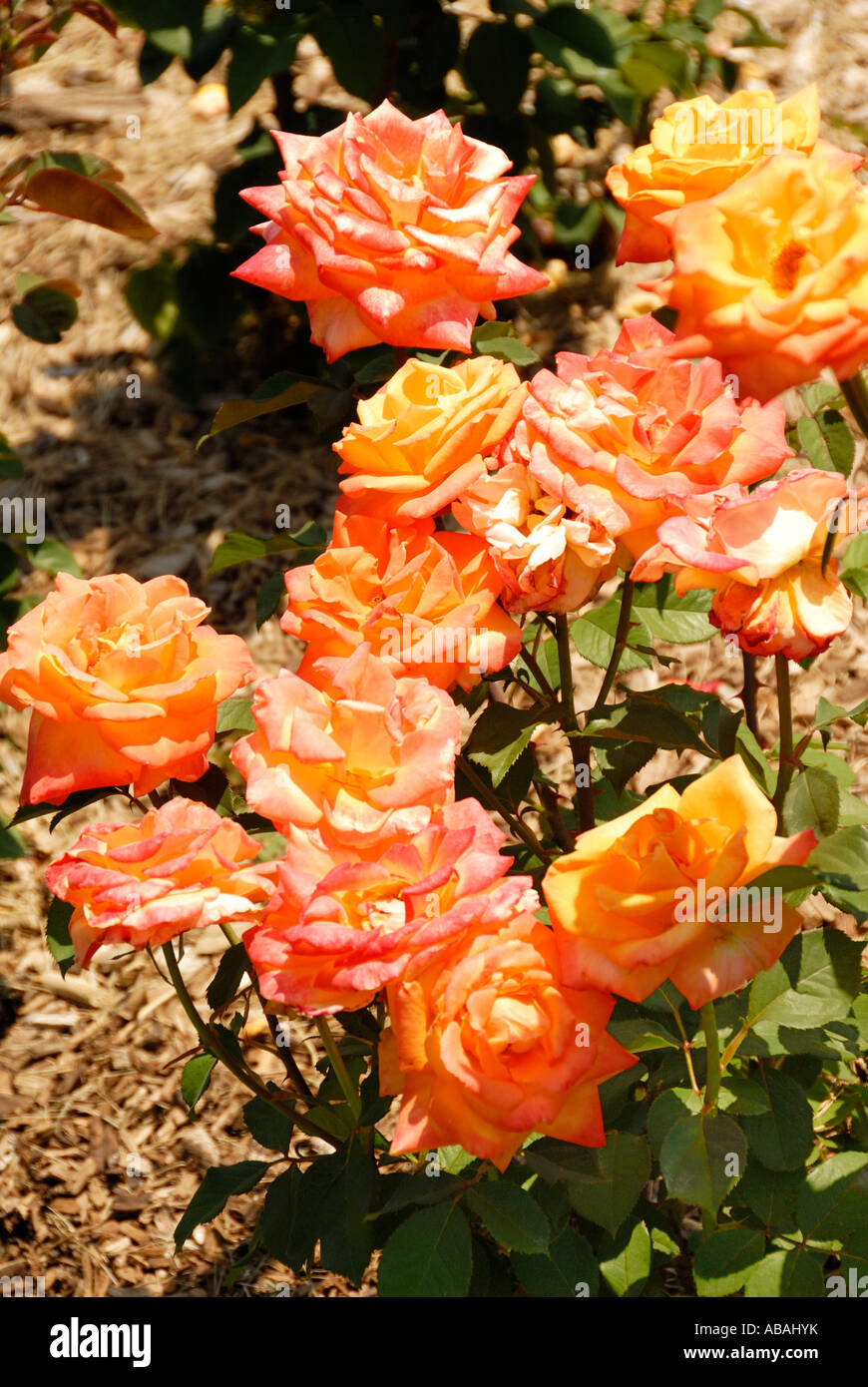 Chris Evert Rose Stock Photo