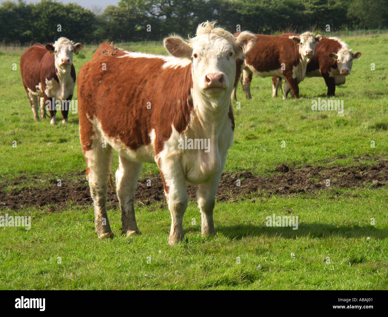 hereford-cow-in-england-hi-res-stock-photography-and-images-alamy