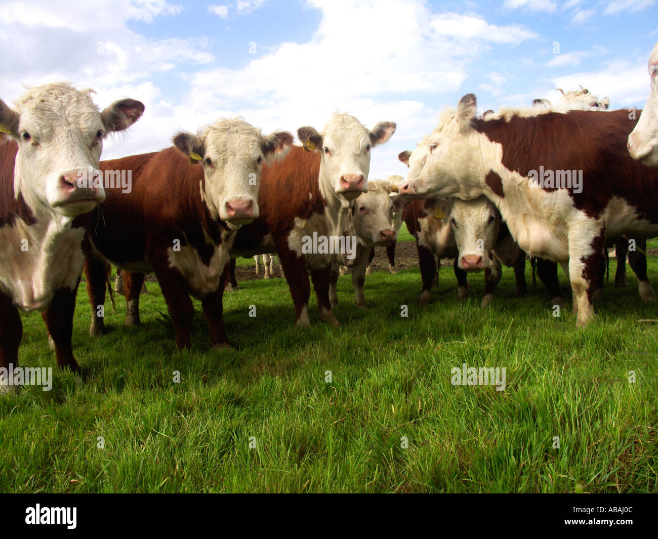 Cattle uk field hi-res stock photography and images - Alamy