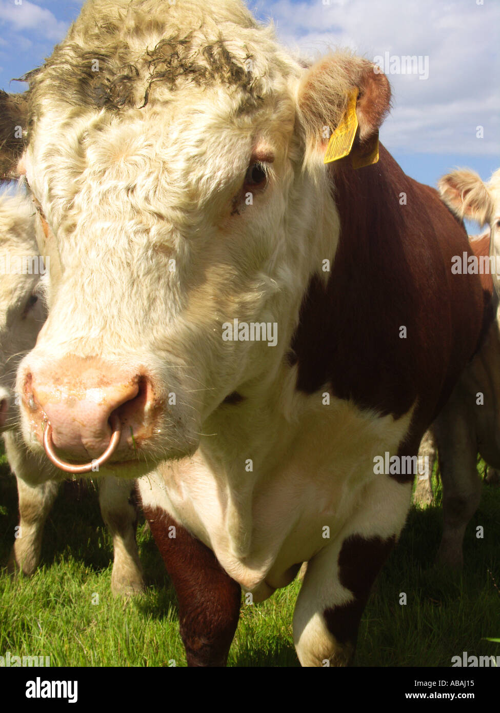 Hereford bull head nose ring Stock Photo - Alamy