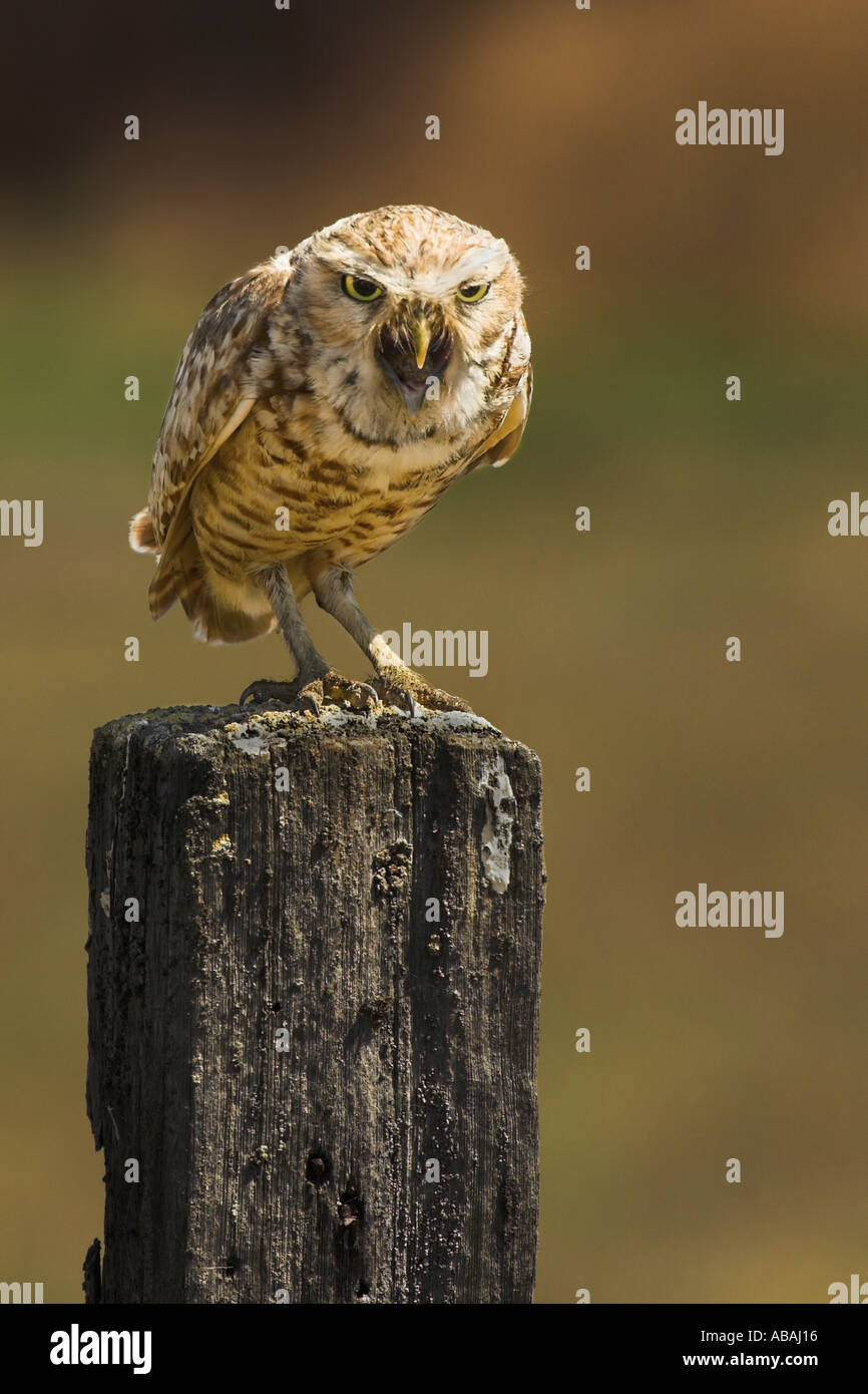 Bird vomit hires stock photography and images Alamy