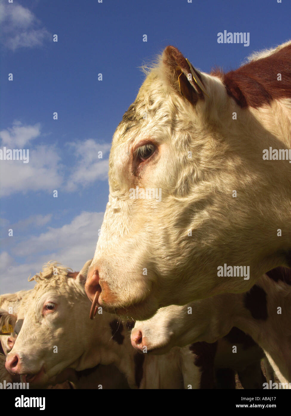 Hereford bull head nose ring Stock Photo - Alamy