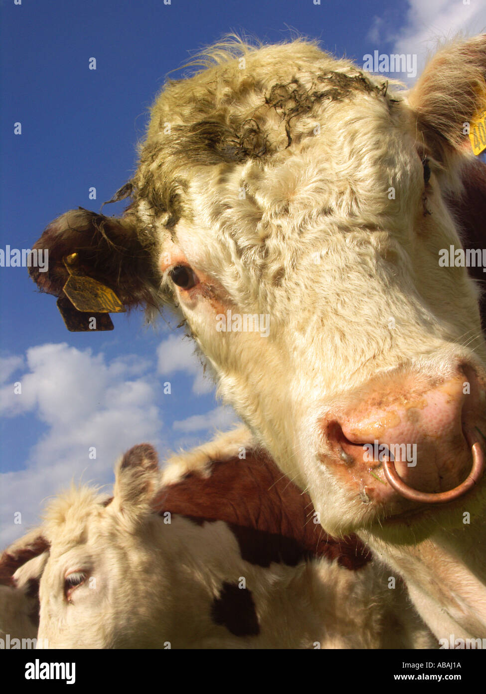 Hereford bull head nose ring Stock Photo - Alamy