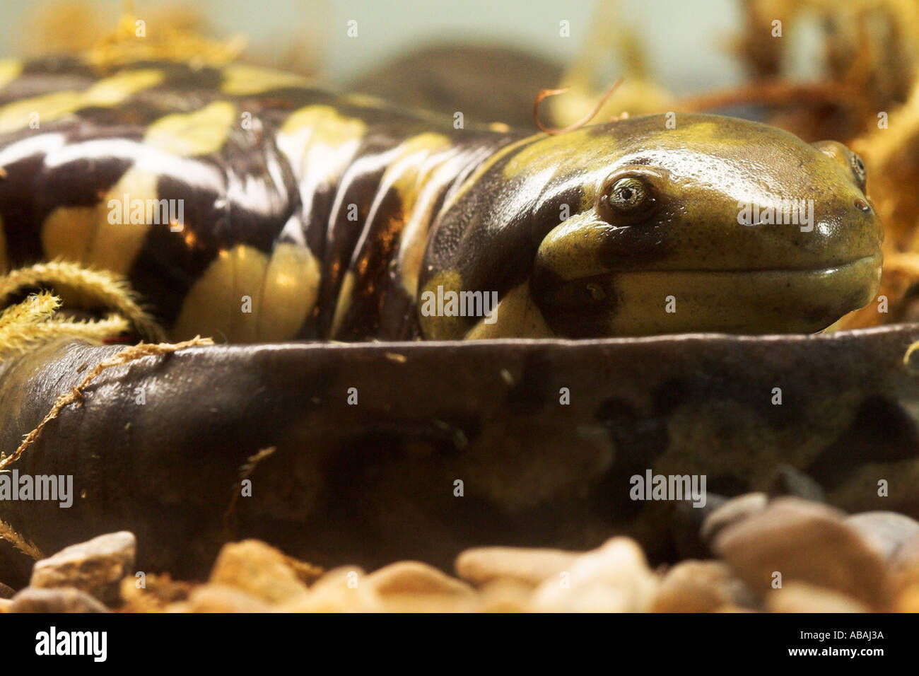 Tiger Salamander Ambystoma Tigrinum Stock Photo - Alamy