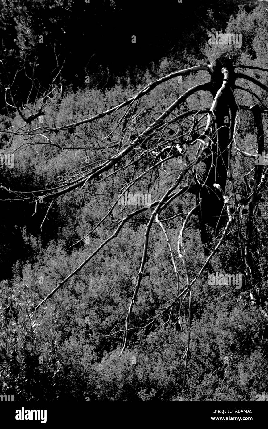 burnt tree Skiathos Greece Stock Photo